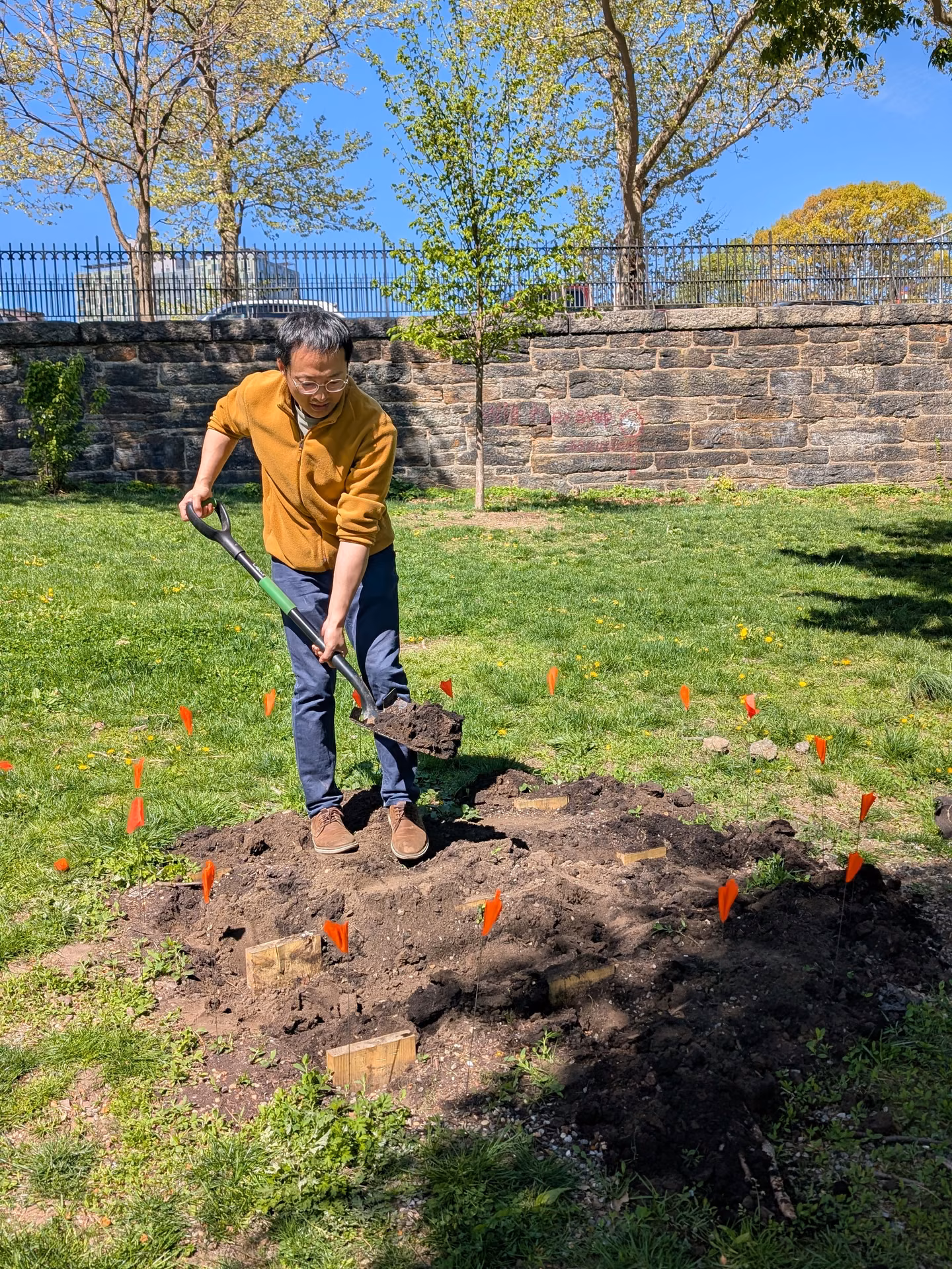 Turning the soil with a shovel inside the flagged area