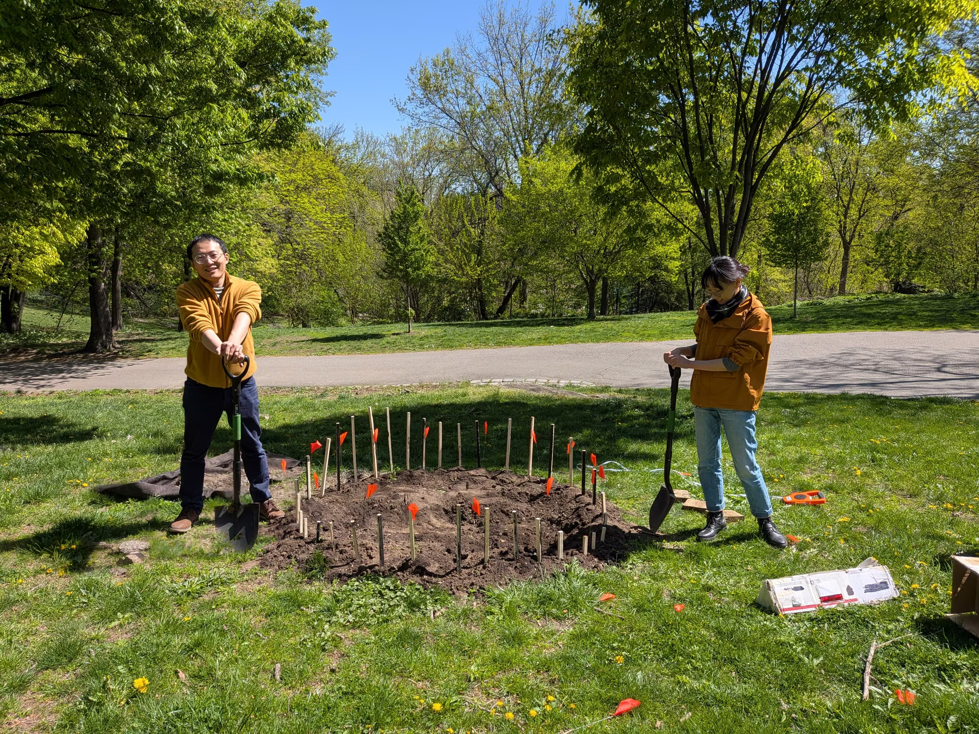 Two people digging the spiral into the lawn