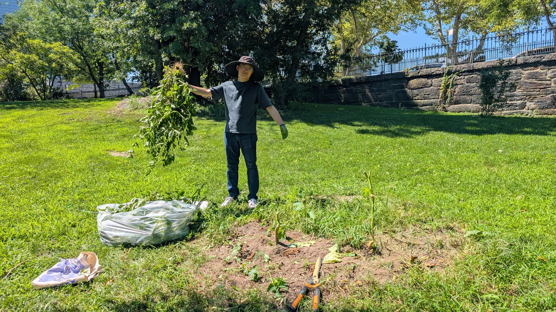 Holding up a harvested stem beside the mound