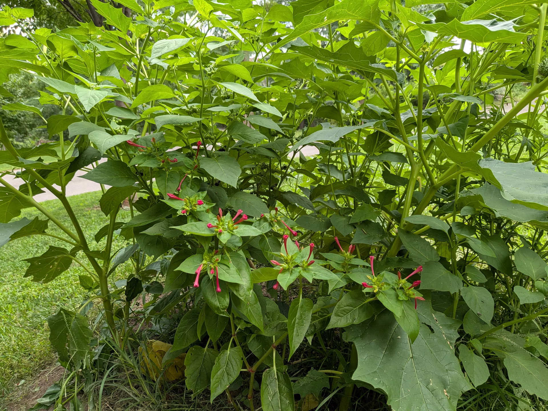 Jewelweed in flower on the mound