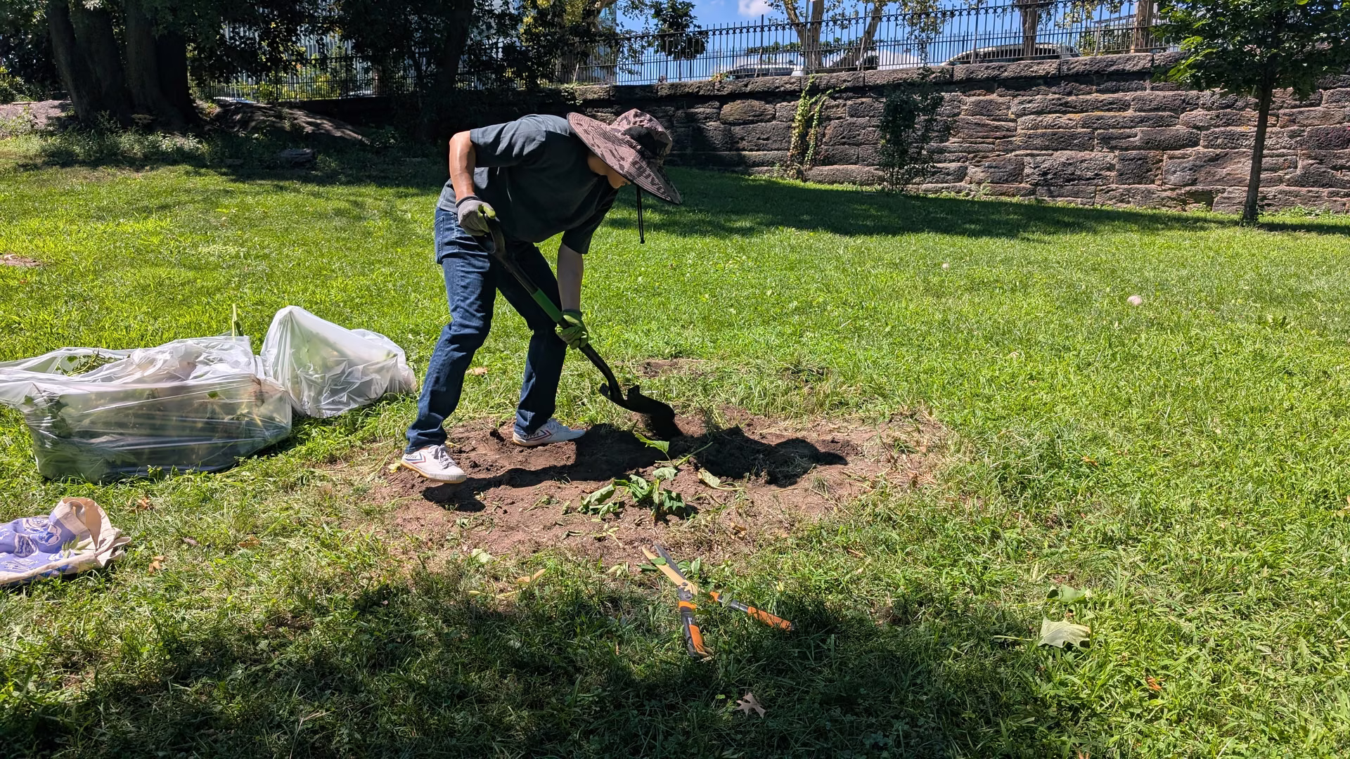 Turning the mound again after the weeds were pulled