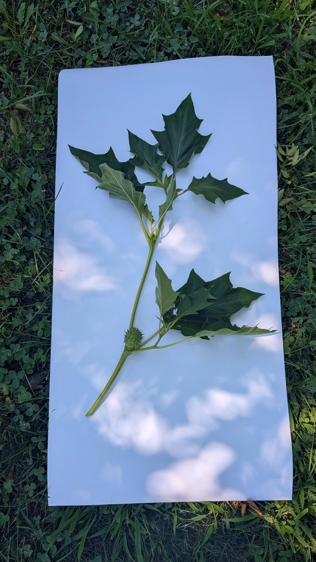 Jimsonweed &mdash; the poisonous volunteer Parks asked us to remove &mdash; laid on white paper