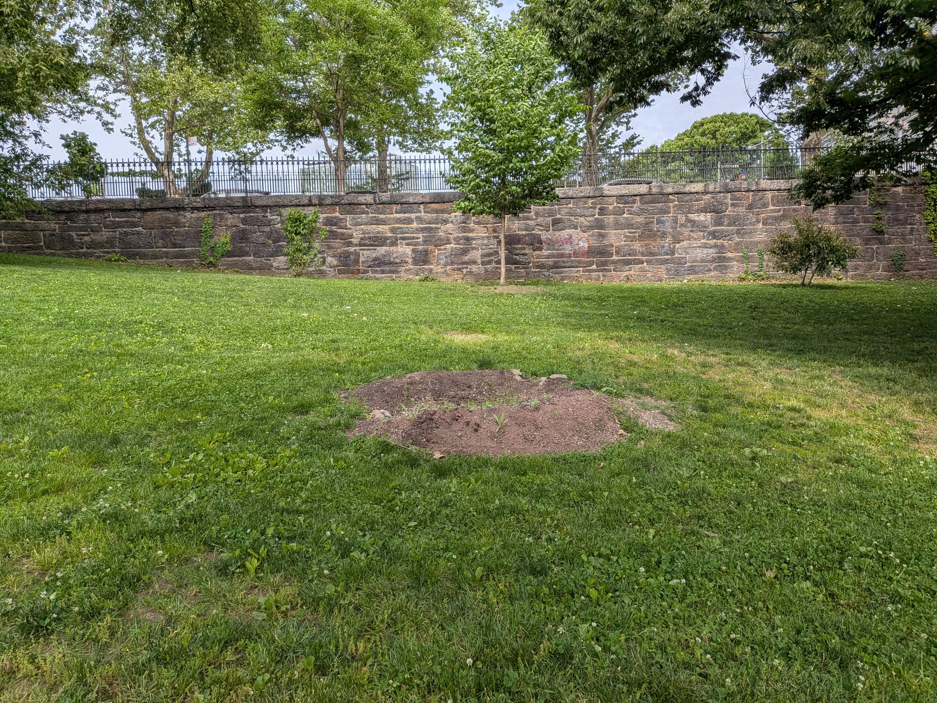 The mound in late May, a bare circle of soil in the mown lawn
