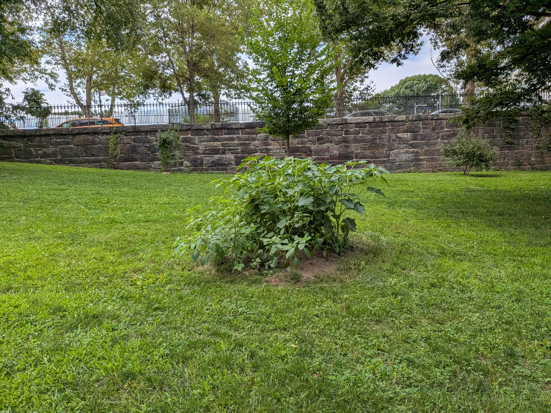 By late summer the mound carries a thicket of weeds