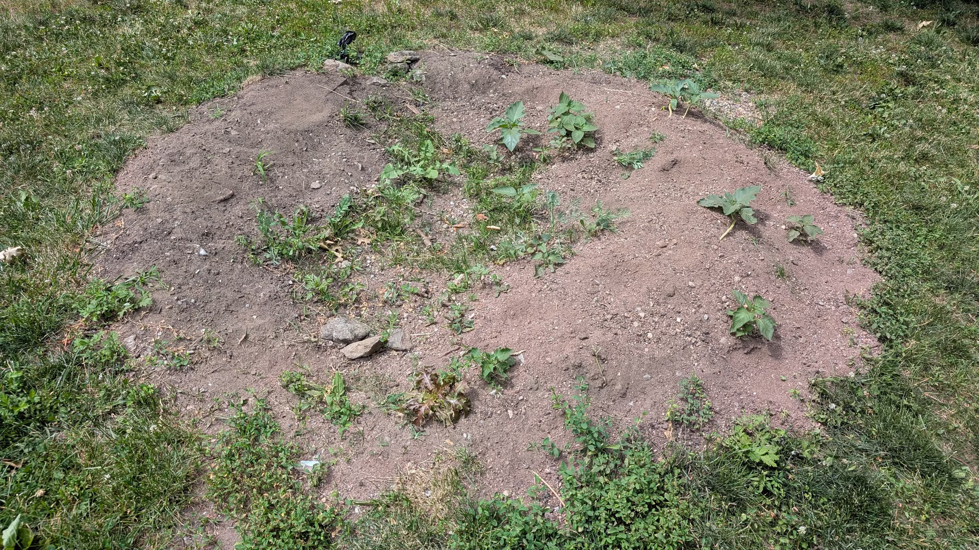 Volunteer seedlings coming up across the mound in June
