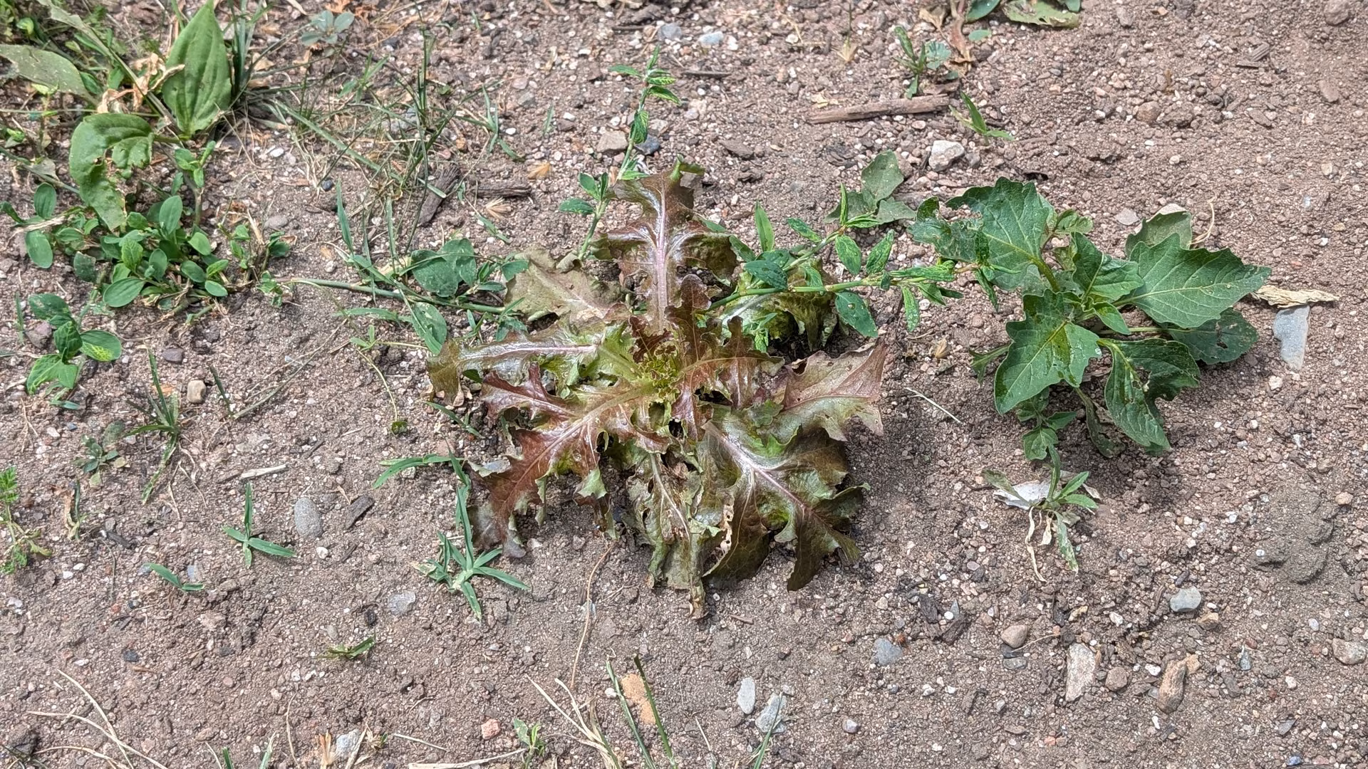A first weedy volunteer in the turned soil