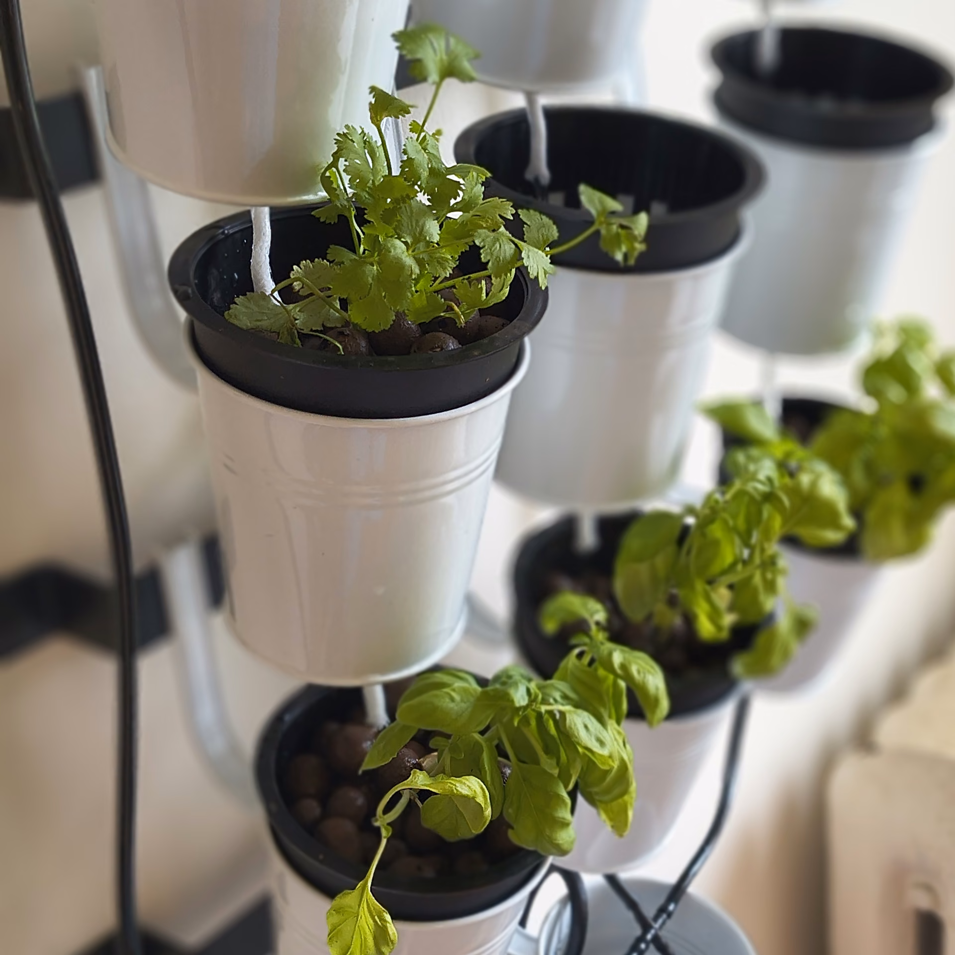 Hydroponic system in a NYC apartment