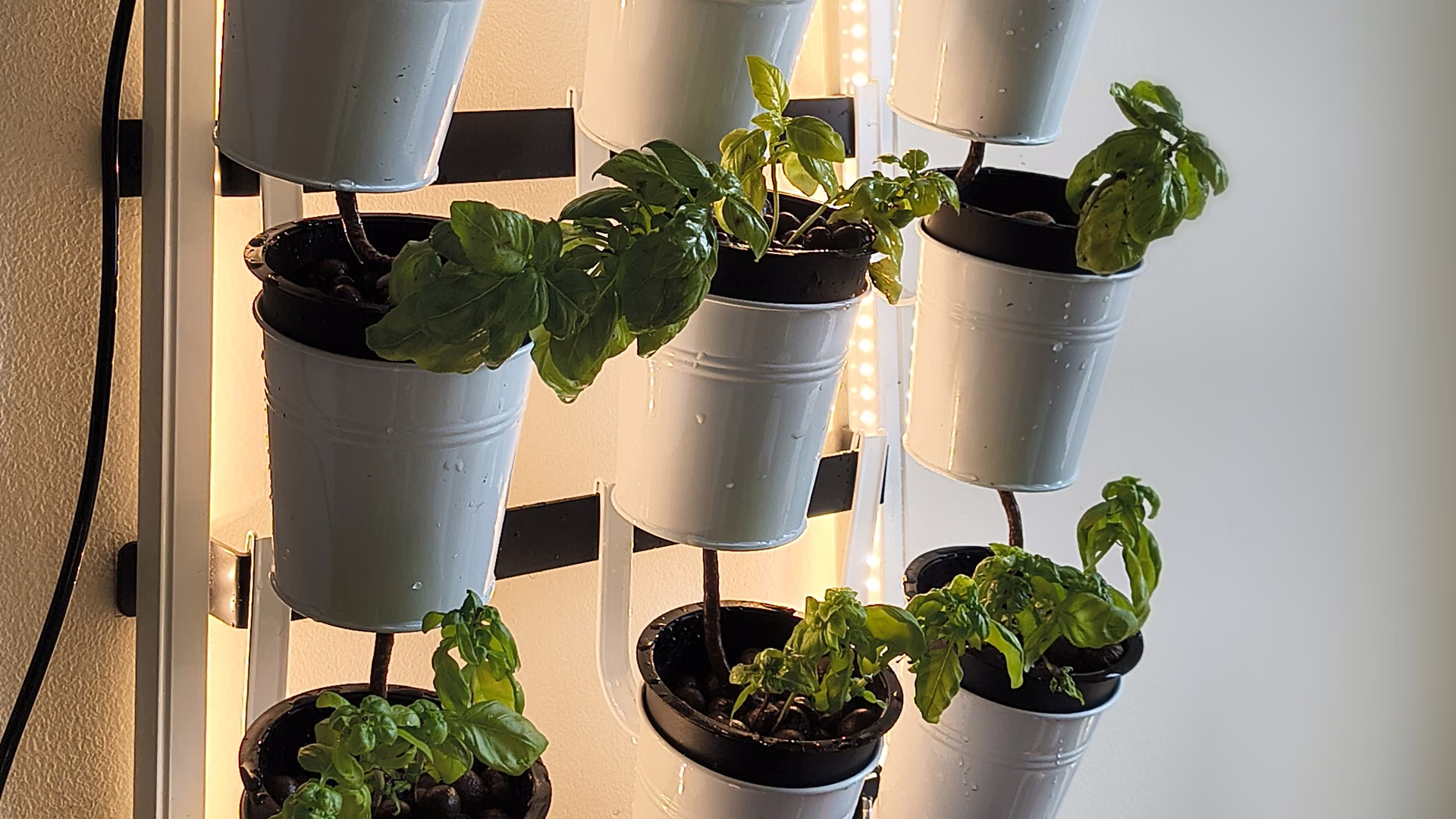 Basil and peppers in hanging pots under the grow light