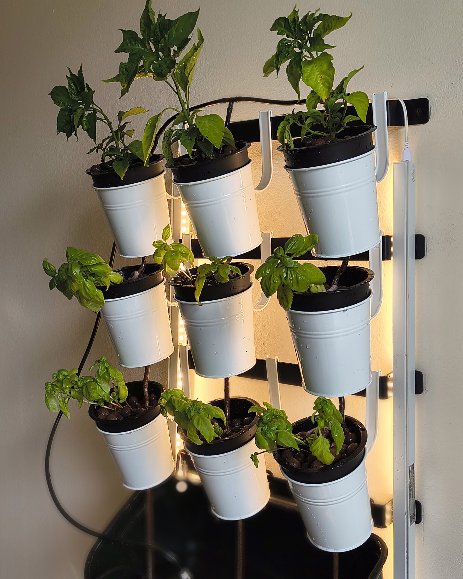Pepper and basil plants filling the pots in August