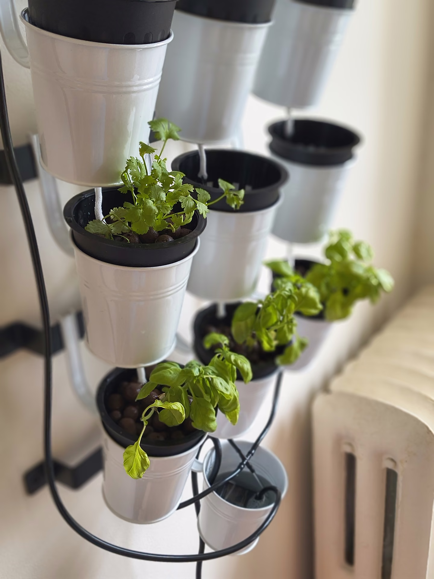 Young basil in the white pots in July