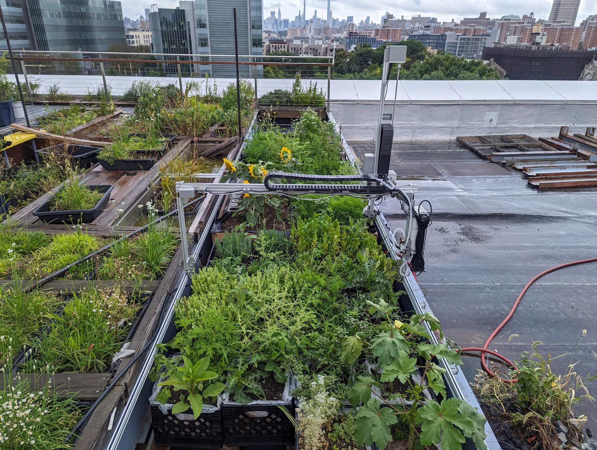 The same beds in August, fully grown