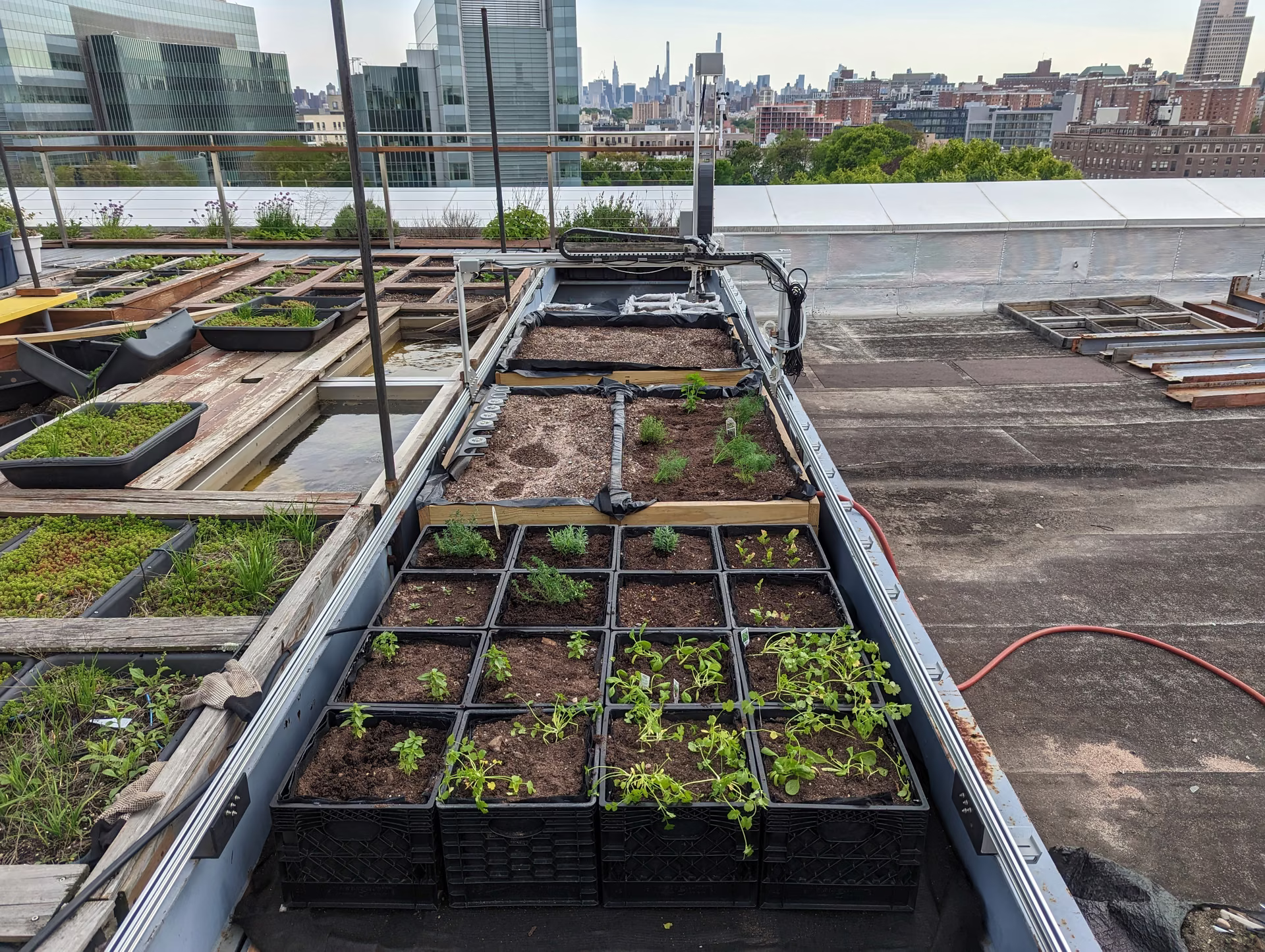 The rooftop beds in May, newly seeded
