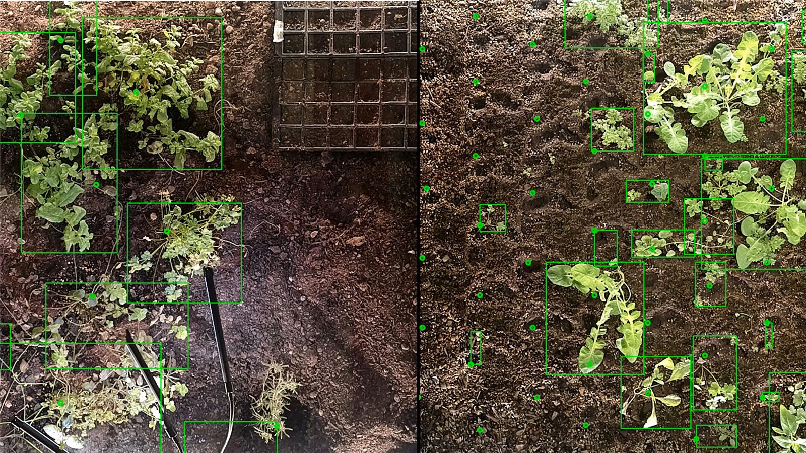 Plant detection run over two beds
