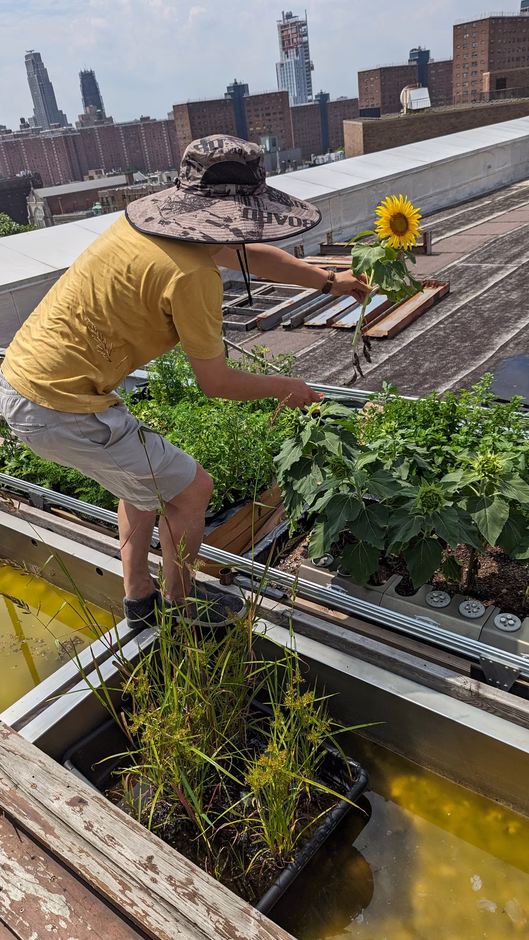 Growth filling the planting grid