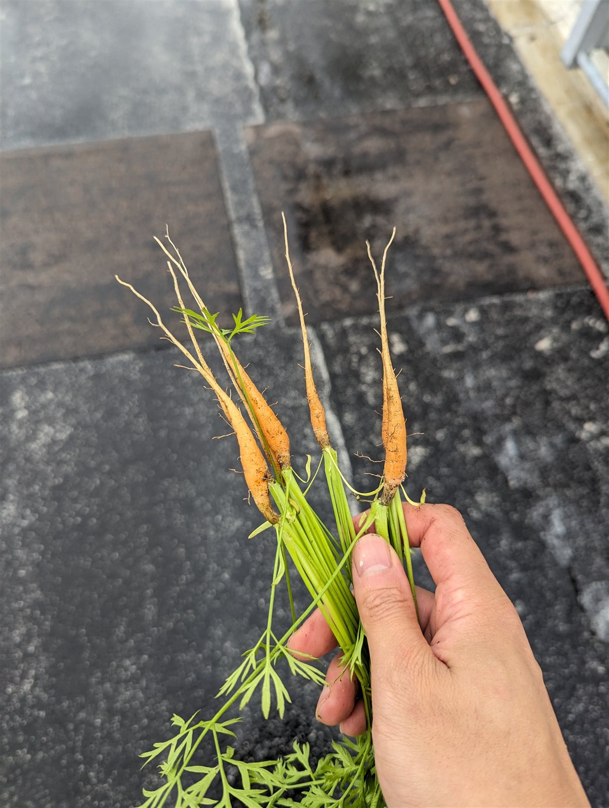 Field documentation