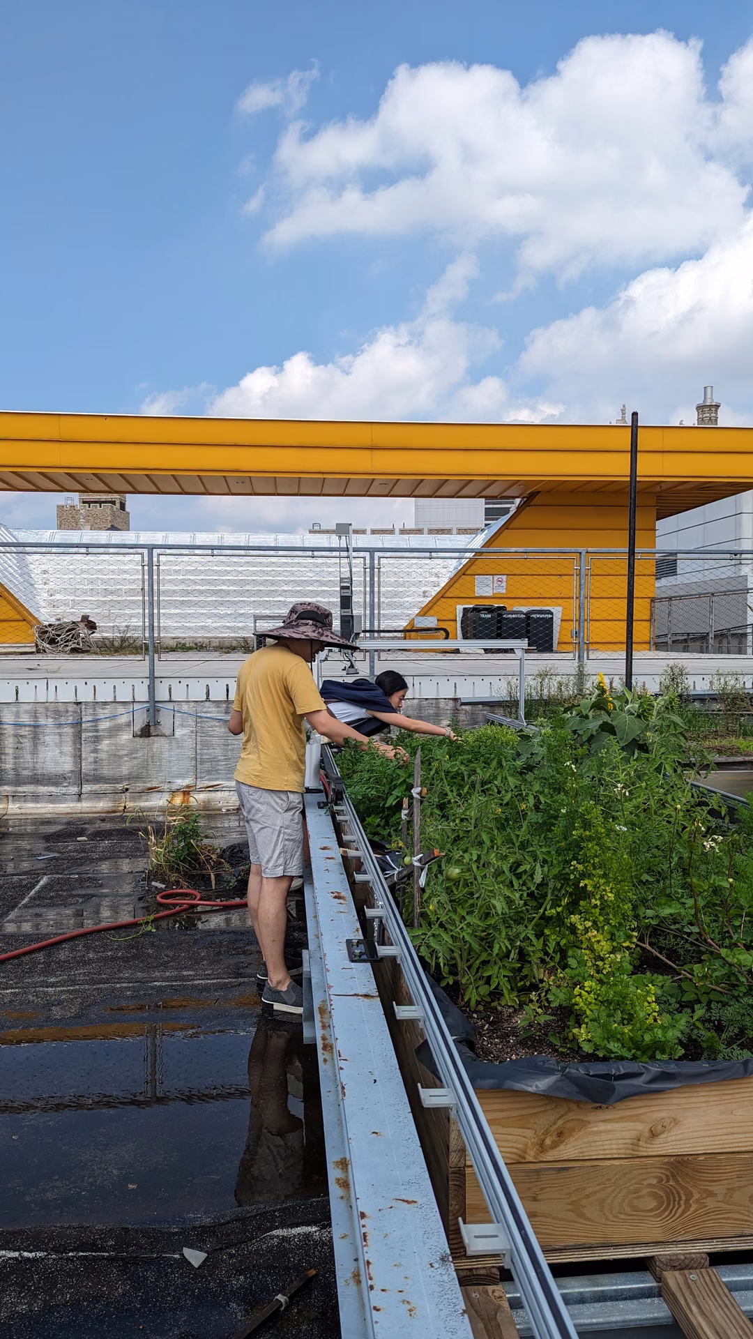 Tending the beds under the canopy