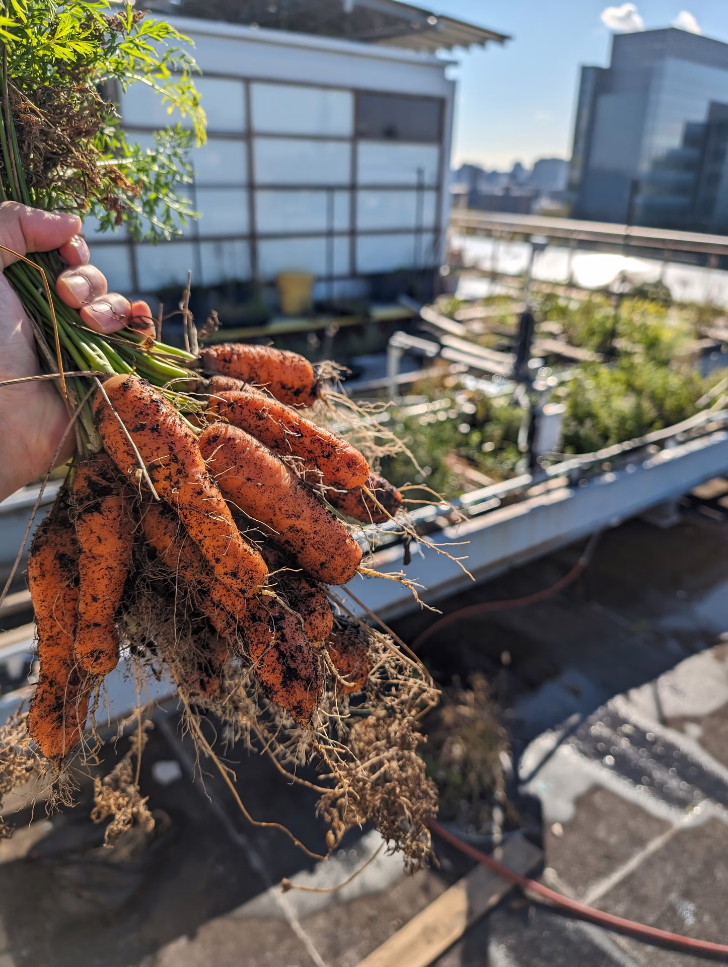 A bunch of carrots pulled from the bed