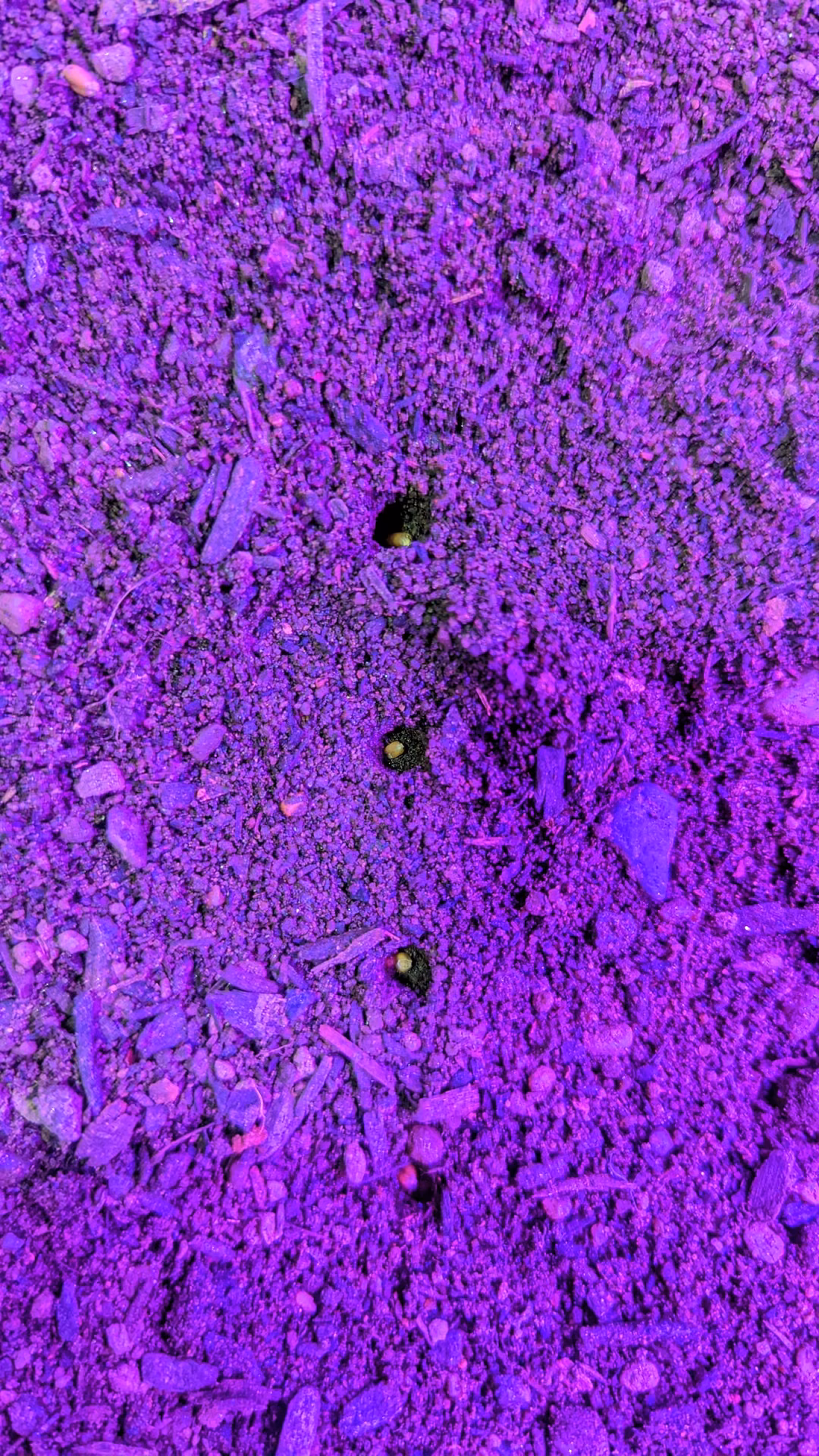 Seeds sown into the bed under grow lights
