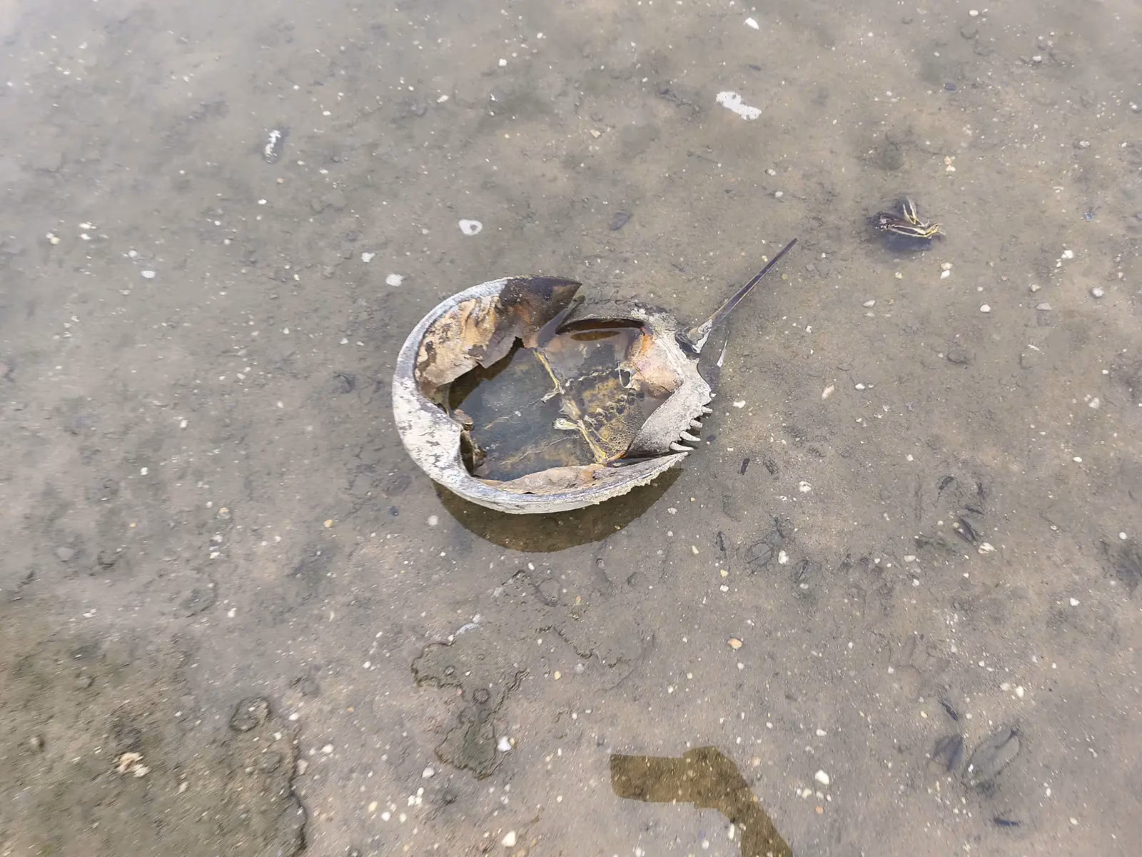 Horseshoe crab shell on the mudflat