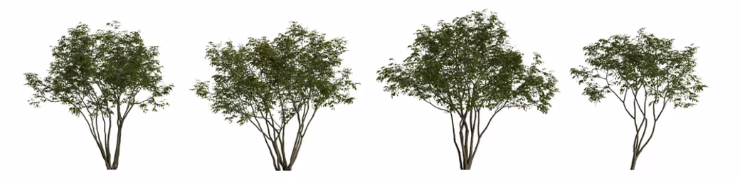 Stock illustration strip of four multi-stem amelanchier trees on white