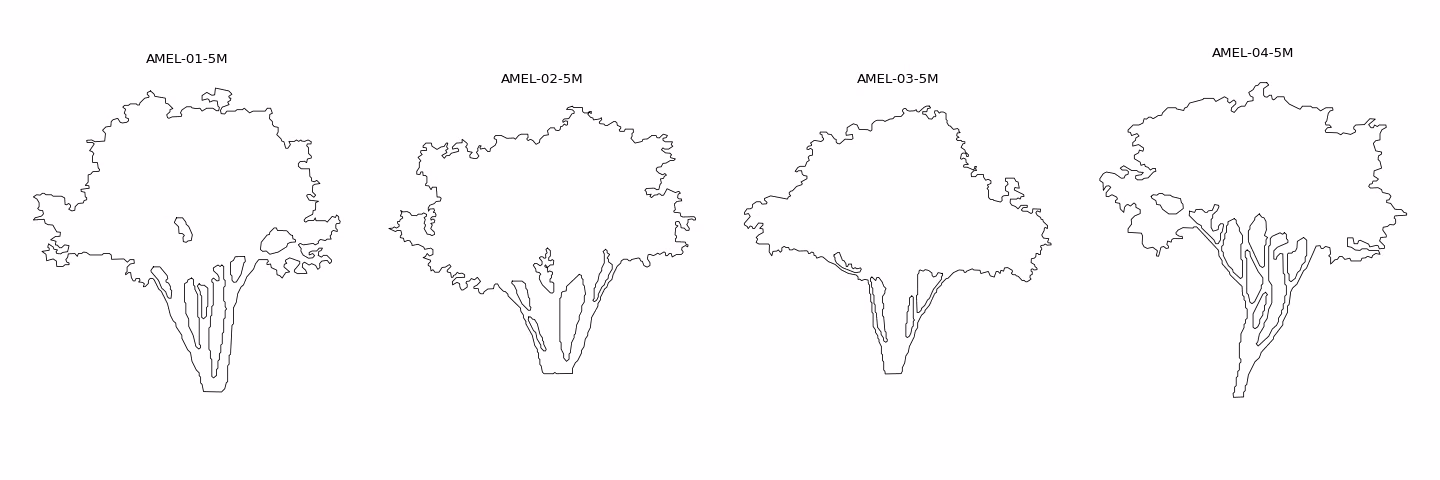 The four amelanchier traced into separate CAD blocks, five metres tall