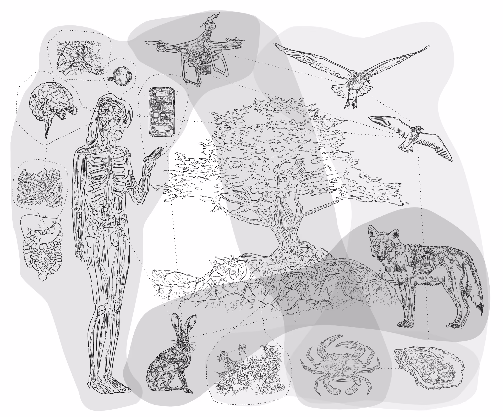 A hand-drawn entanglement diagram — a human figure holding a phone, wired by dotted lines to a brain, gut microbes, a circuit board, a drone, birds, a tree and its roots, a wolf, a hare, a crab and an oyster.