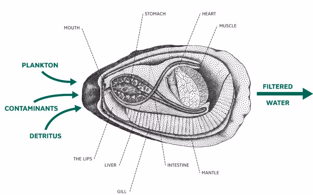 Section drawing of oyster reef infrastructure