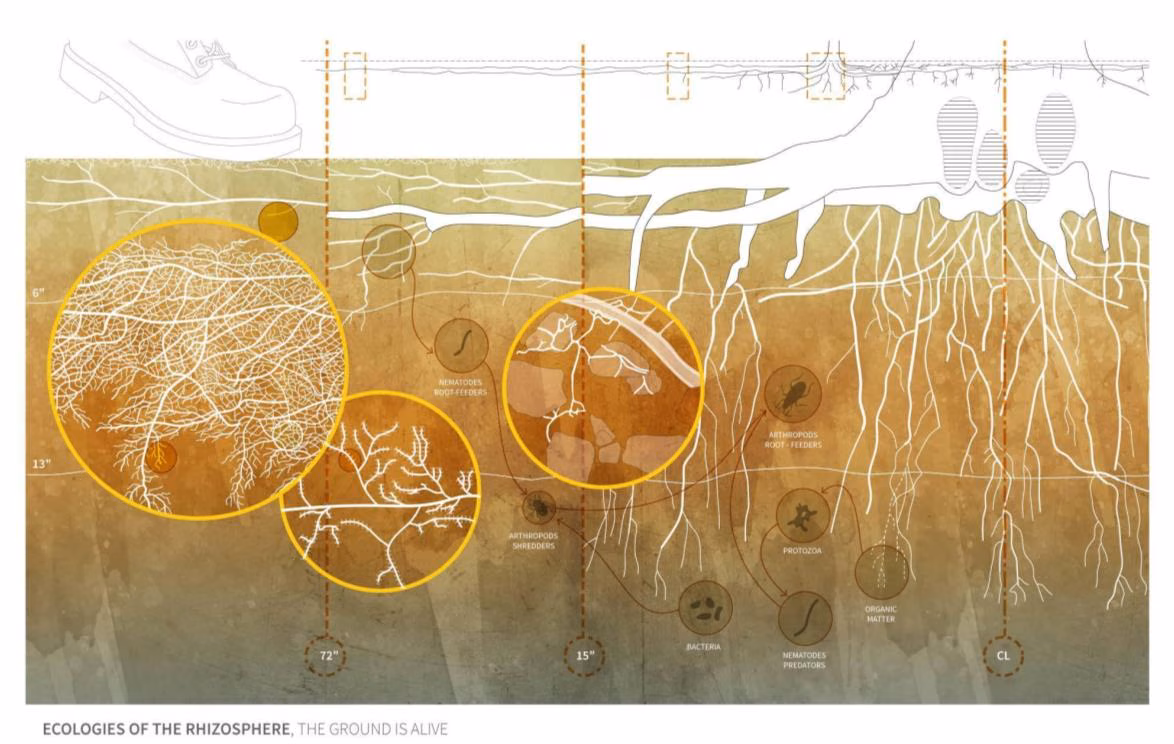 Root system architecture drawing, student work