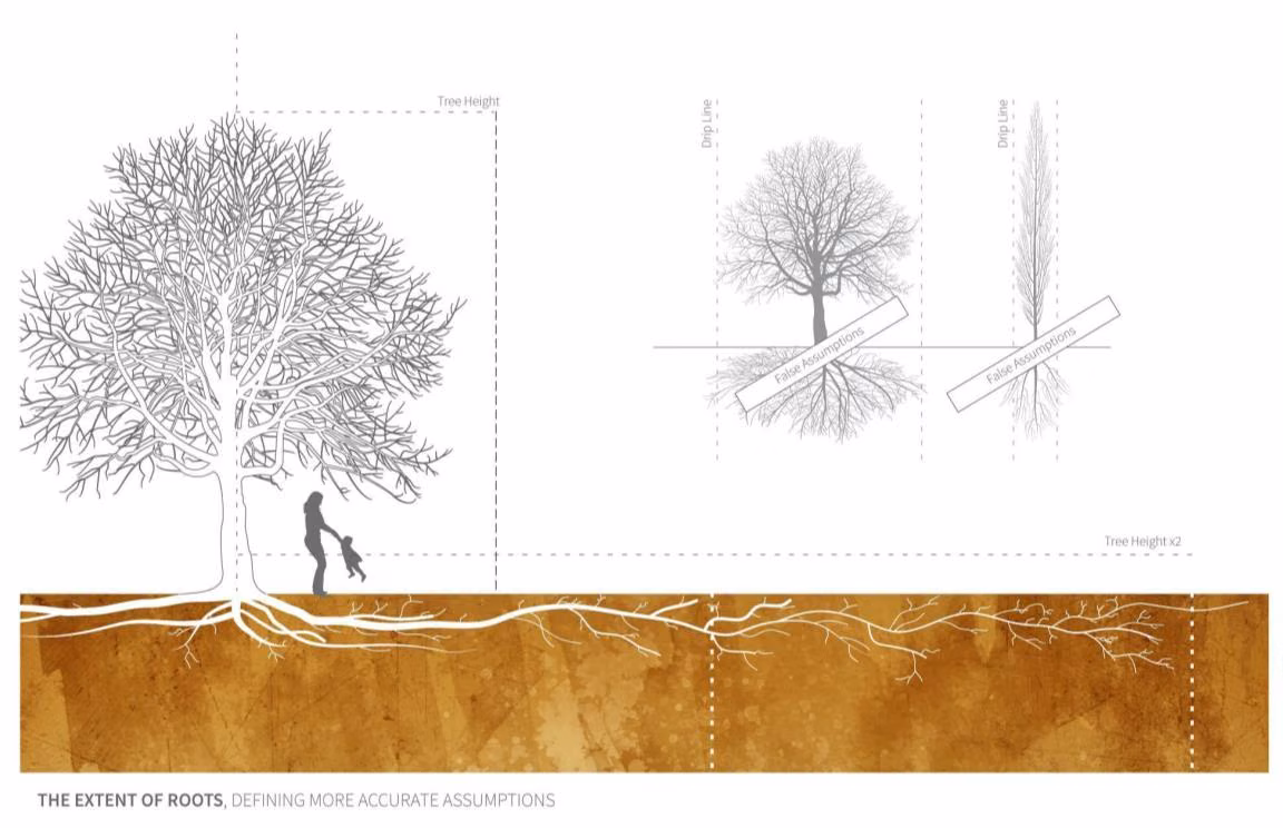 Root system architecture drawing, second plate