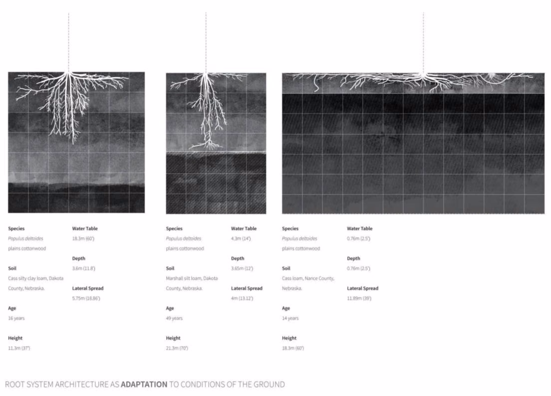 Root system study plate, sectional